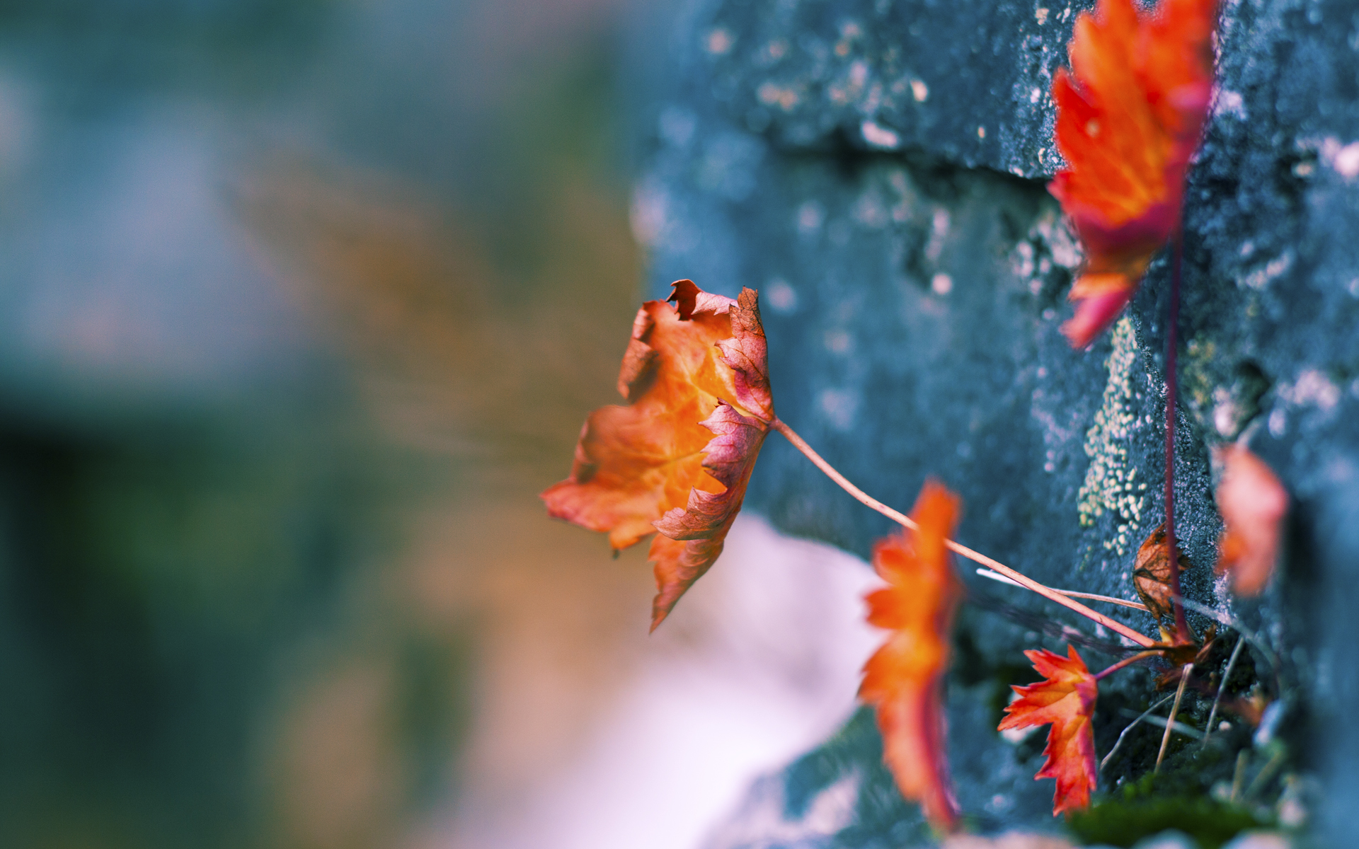 -费城76人“新星”恩比德带队再登巅峰！，费城76人 恩比德受伤