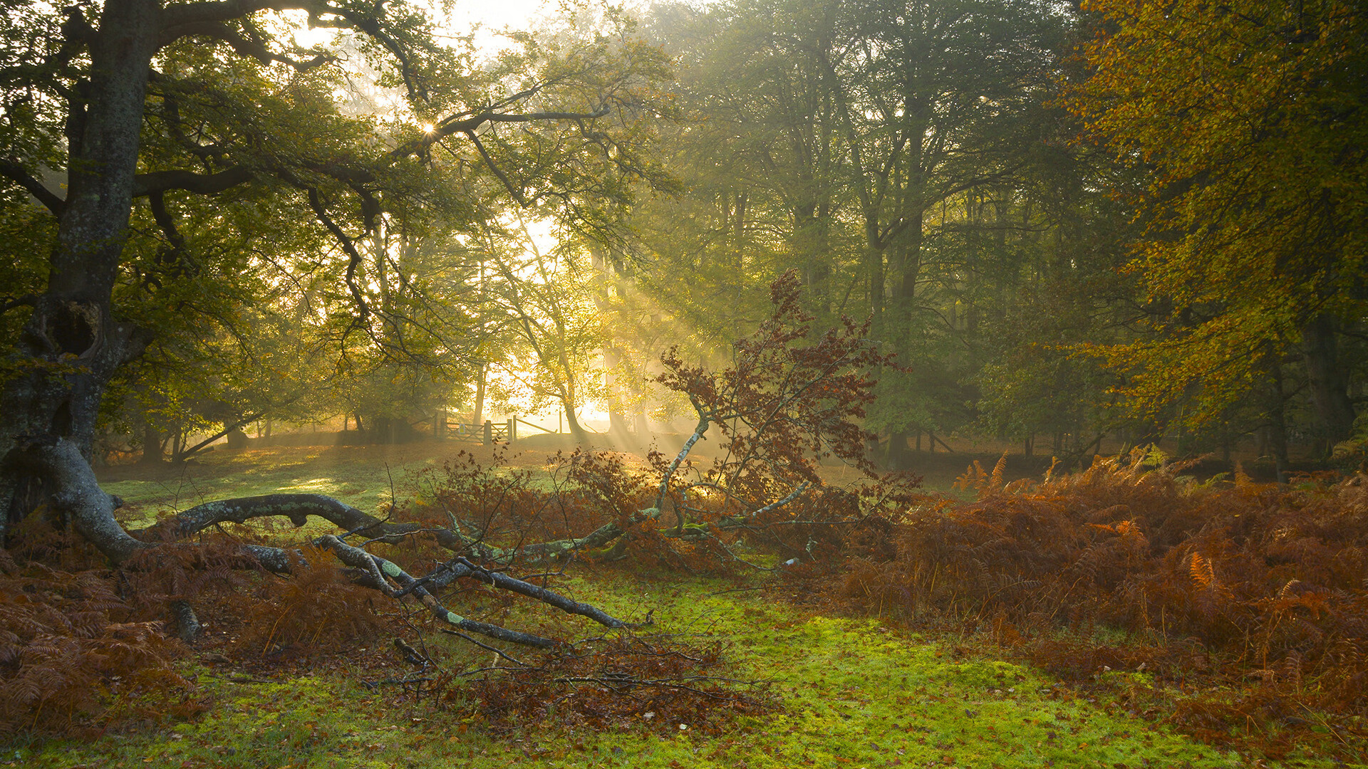 费城76人“新星”恩比德带队再登巅峰!,费城76人 恩比德受伤