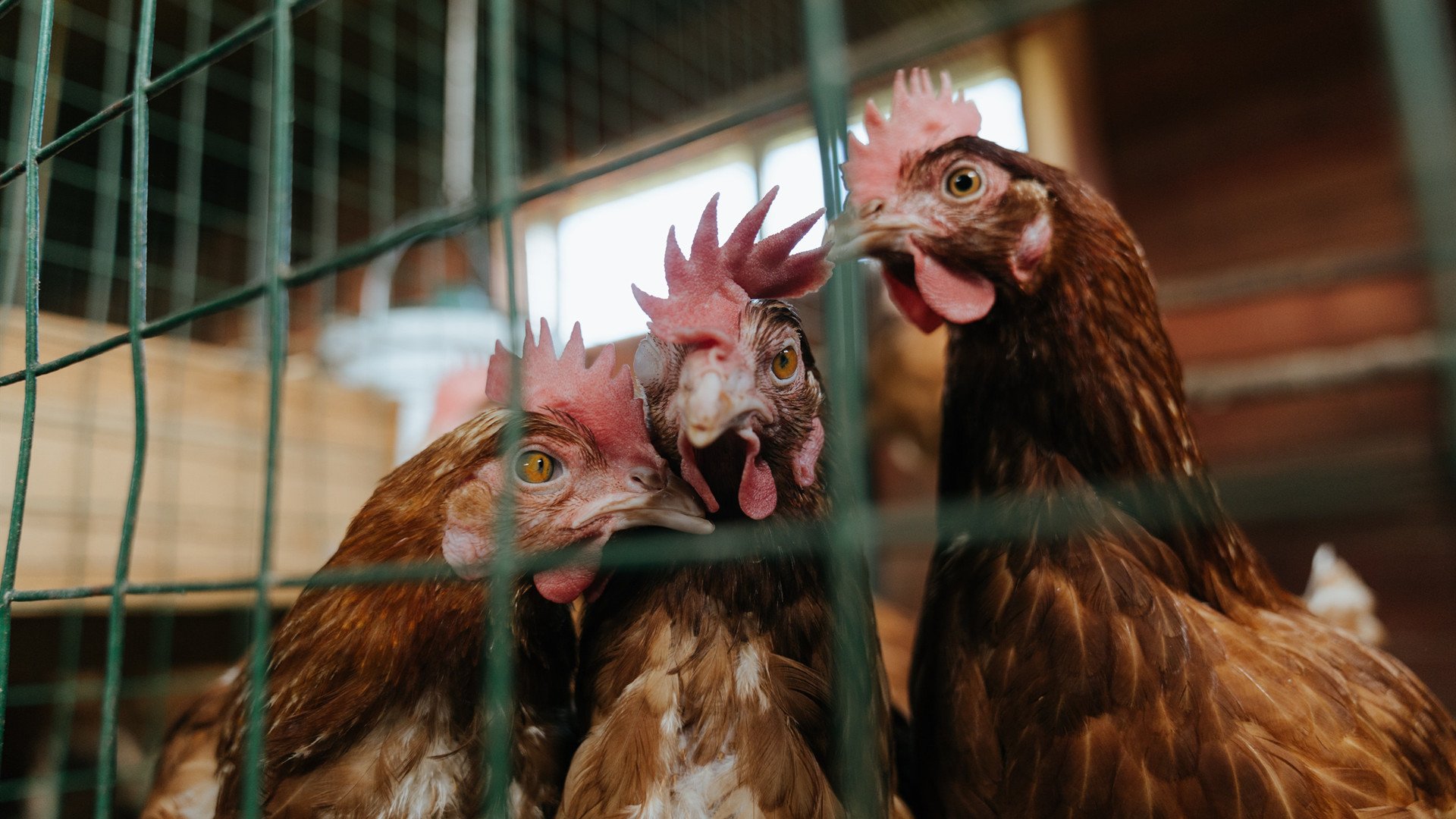 费城76人“新星”恩比德带队再登巅峰!,费城76人 恩比德受伤