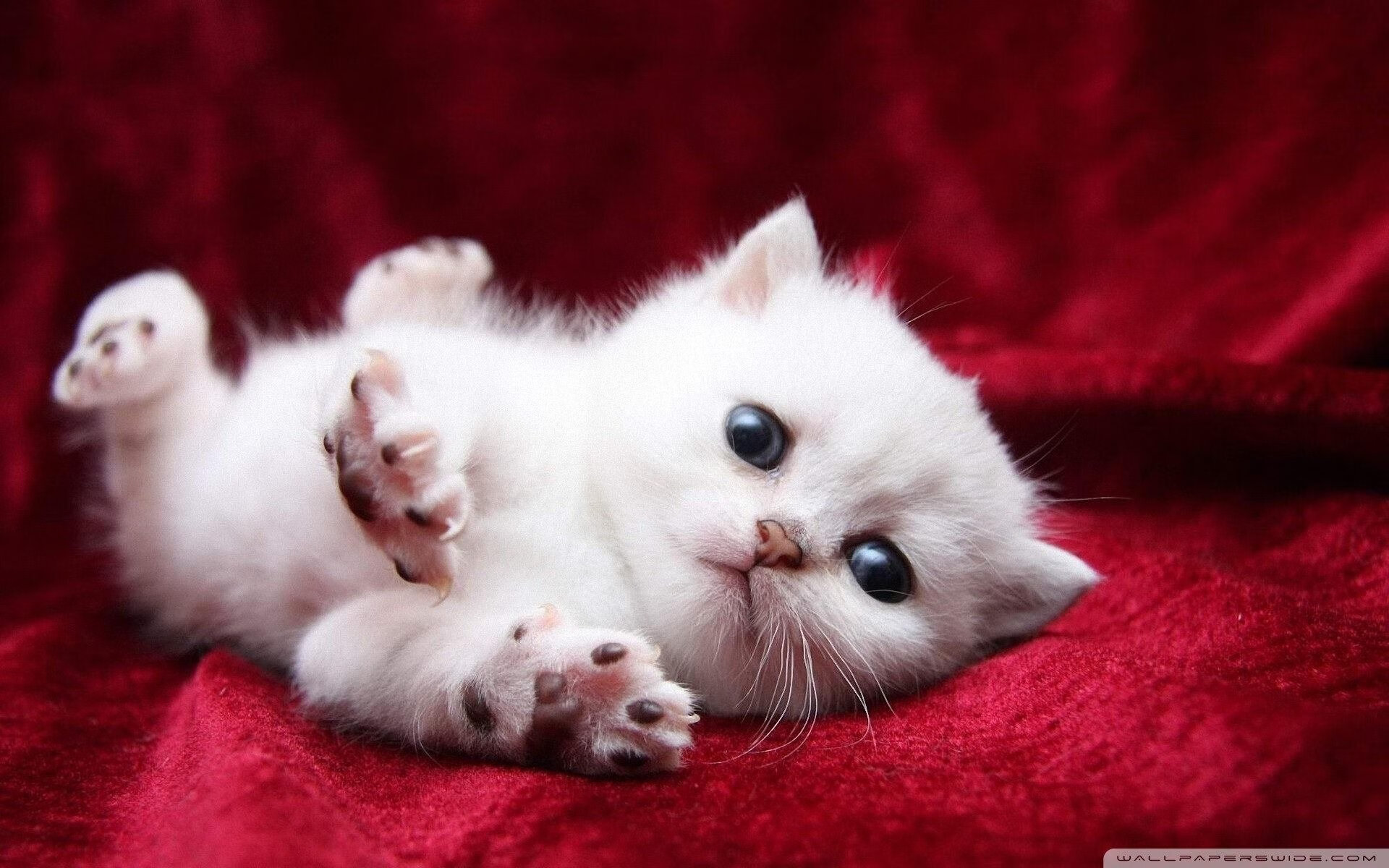 Aster团队配合日益默契，aster team