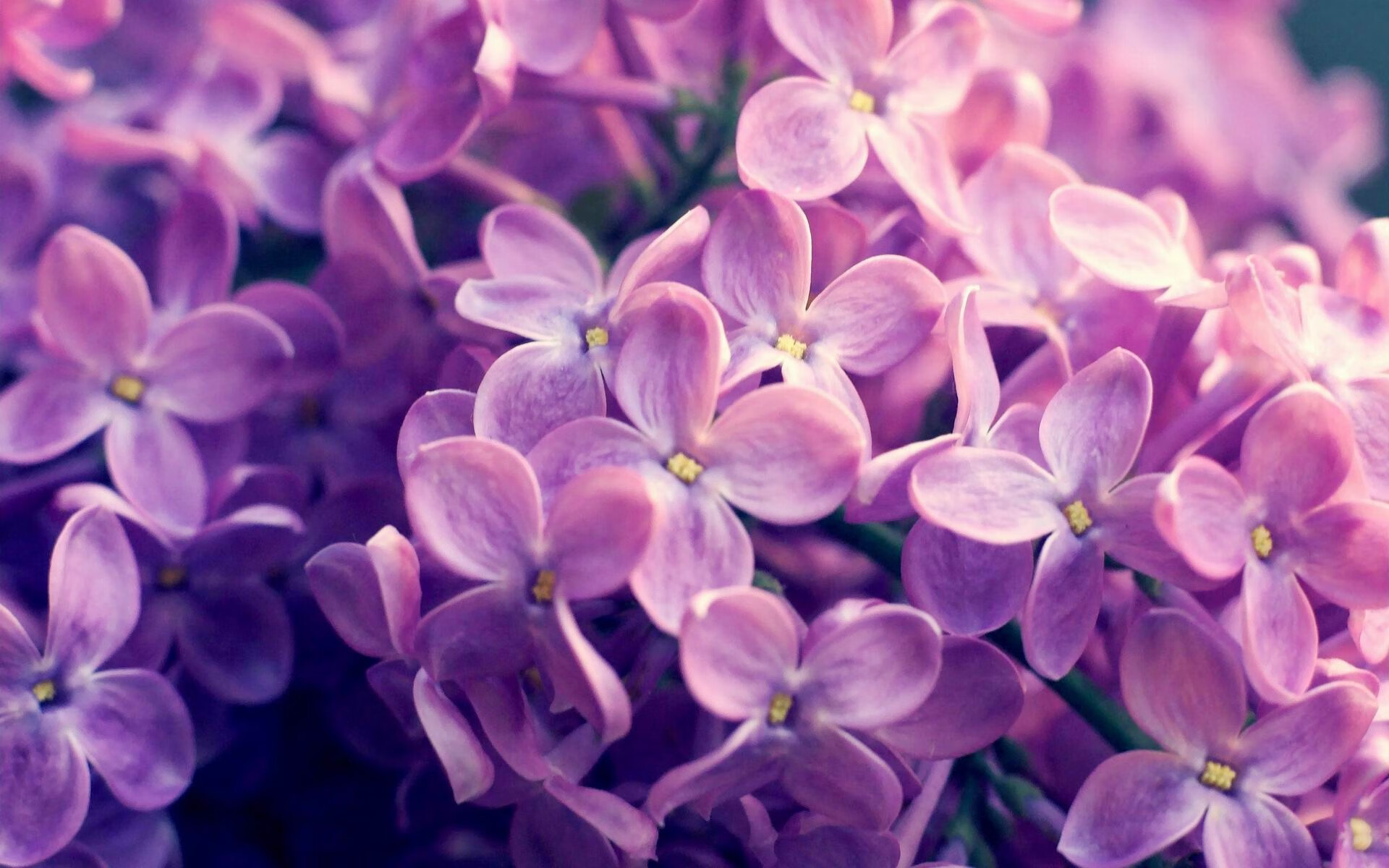 T1战队数据分析师荣获“年度技术支持奖”