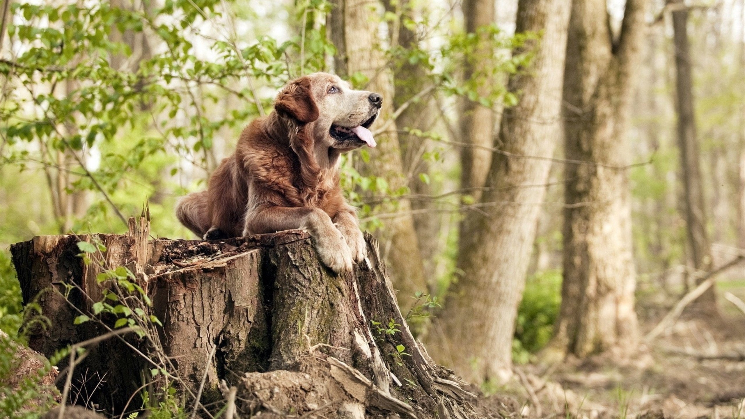 伯恩茅斯客场挑战桑德兰,双方实力相当,伯恩茅斯 vs 诺丁汉