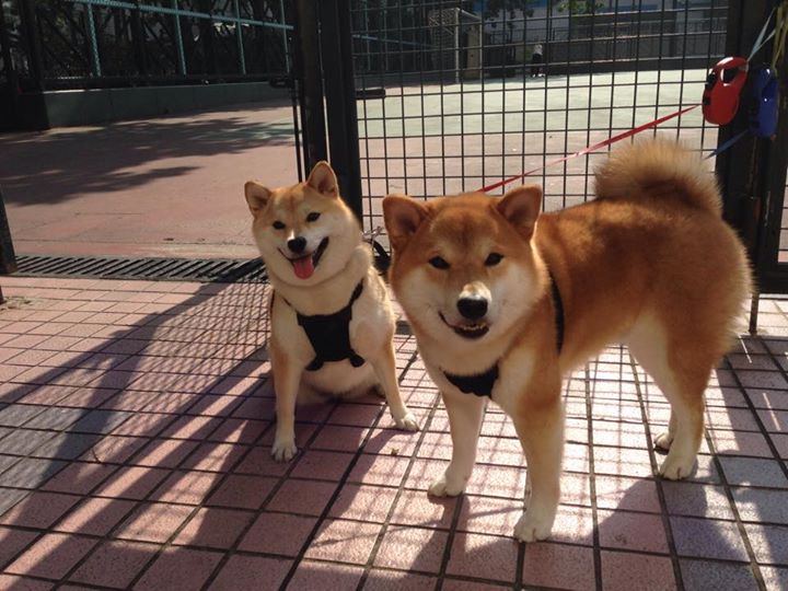 凯尔特人再胜雄鹿,塔图姆与布朗联手轰下60分,凯尔特人塔图姆新冠