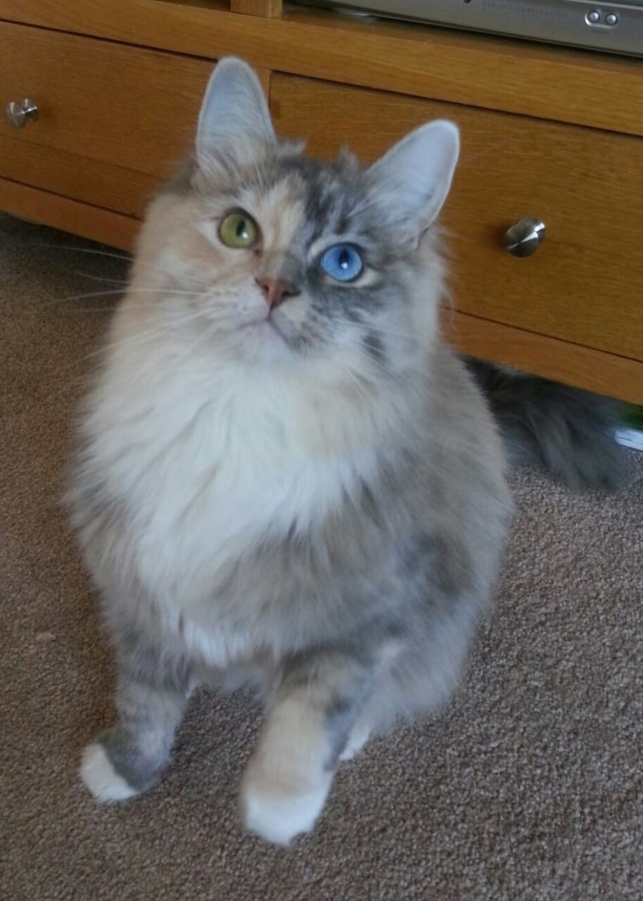 女篮世界杯半决赛,中国淘汰澳大利亚挺进决赛,女蓝半决赛