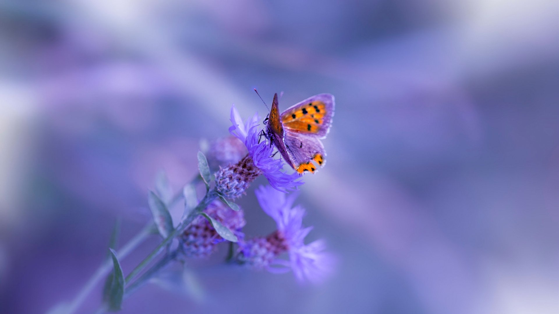 巴萨主场1-0小胜阿尔梅里亚,艰难取胜,巴萨alba