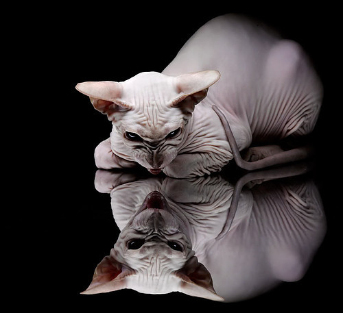 巴黎圣日耳曼阵中大将迪马利亚恢复出战,迪马利亚续约大巴黎