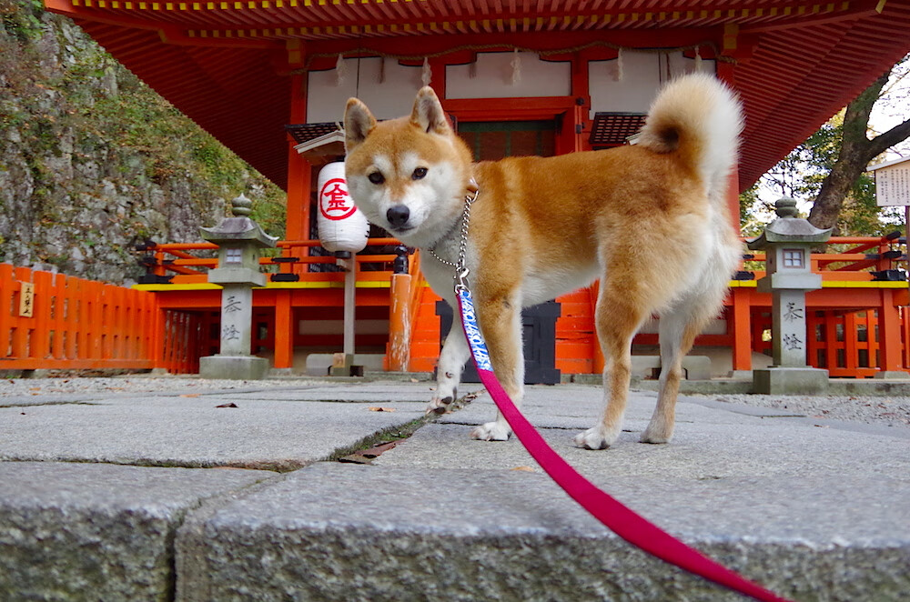 世界沙滩排球青年锦标赛中国队连创佳绩,沙滩排球国际排名