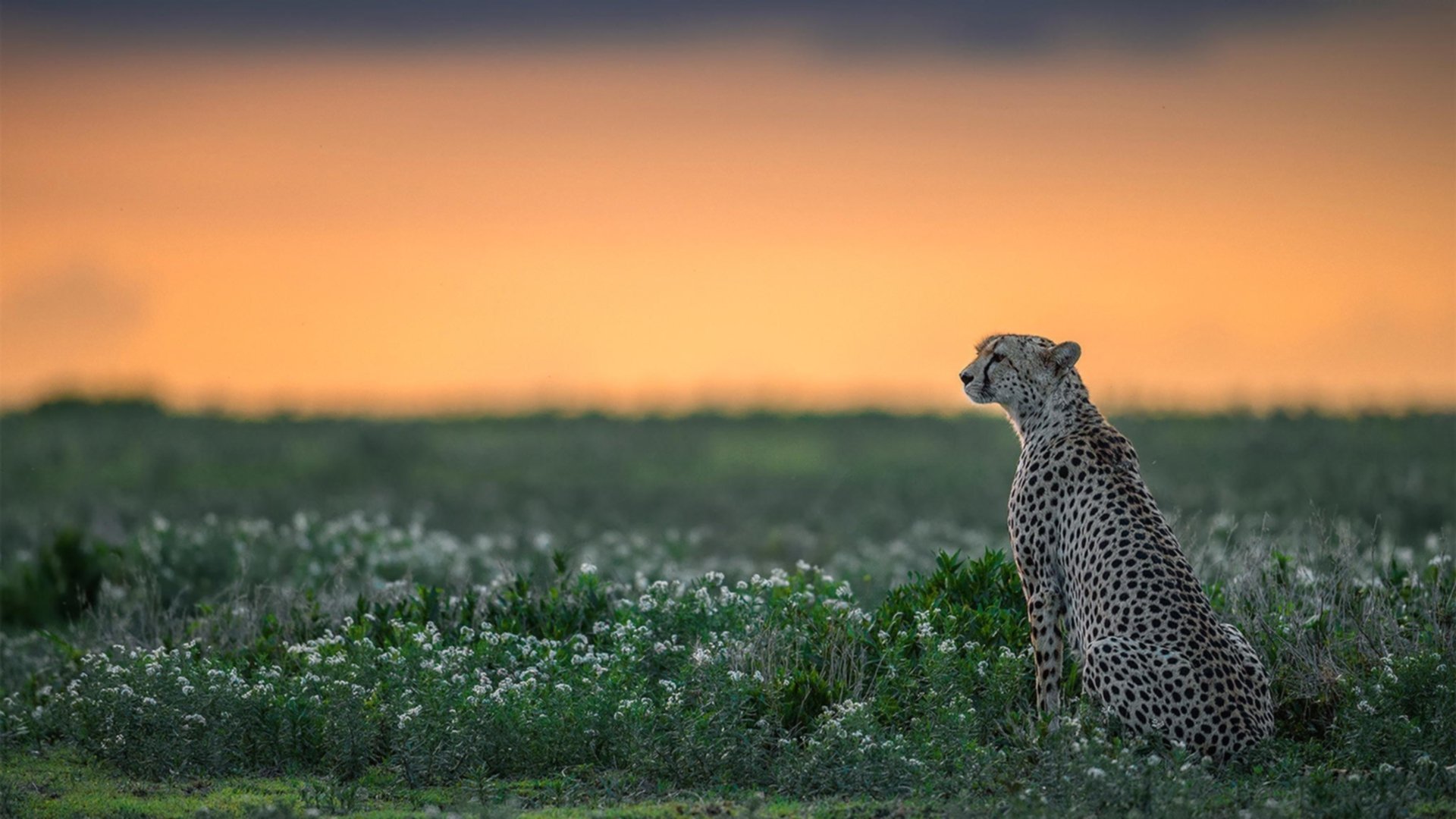 中国篮球职业联赛年轻球员培养体系创新研究,中国年轻篮球明星