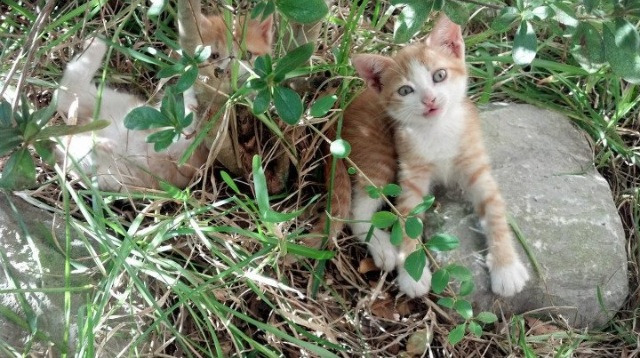 亚洲室内田径锦标赛中国健儿合力夺冠,亚洲田径大奖赛