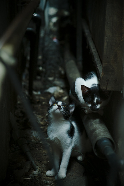 亚洲室内田径锦标赛中国健儿合力夺冠,亚洲田径大奖赛