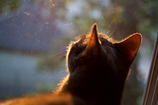 意甲青训引入心理压力管理训练提升球员稳定性，意甲青训怎么算