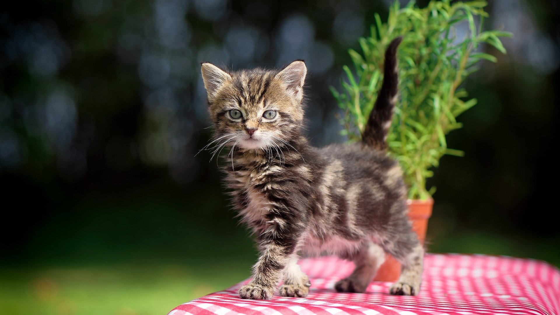 中国女篮加快阵容磨合 提高默契度,中国女篮真棒