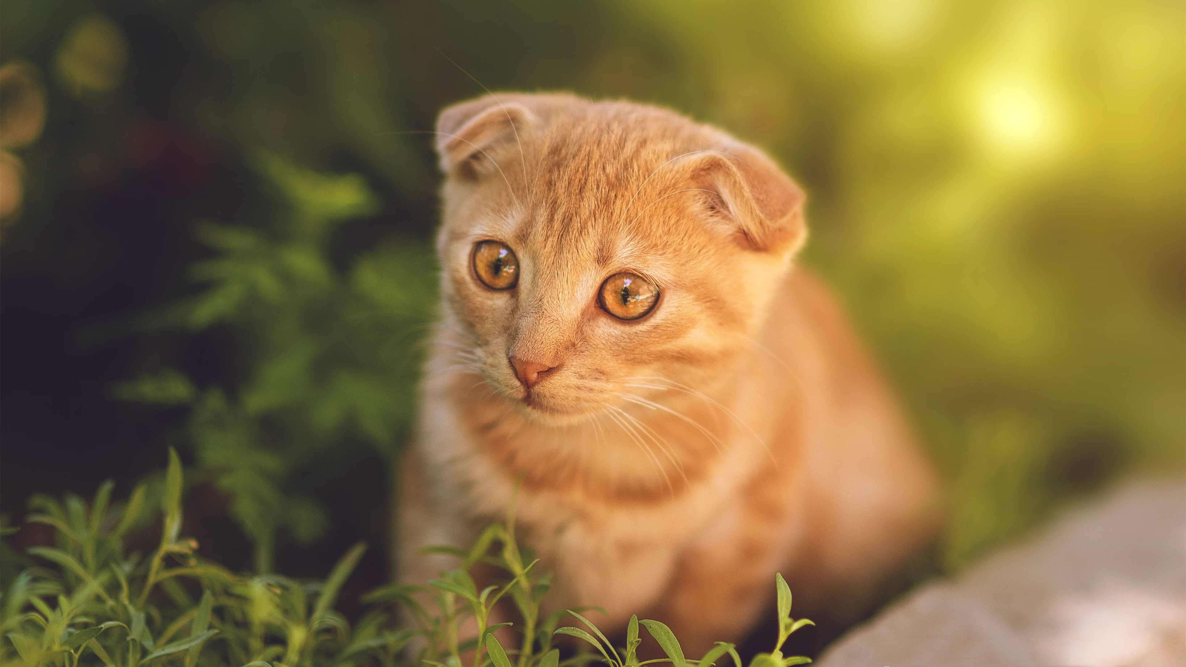 乒乓球训练视频分析系统上线使用,乒乓球技术录像