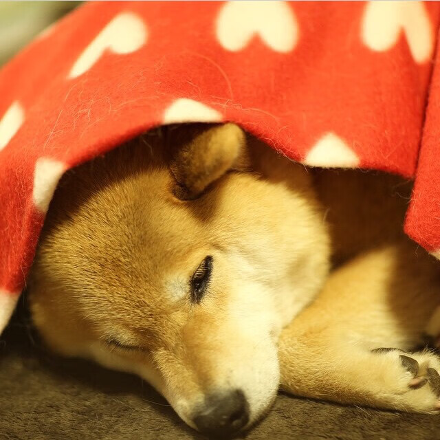 kaiyun-全国跳水精英赛小将频出佳绩,2021全国跳水锦标赛视频