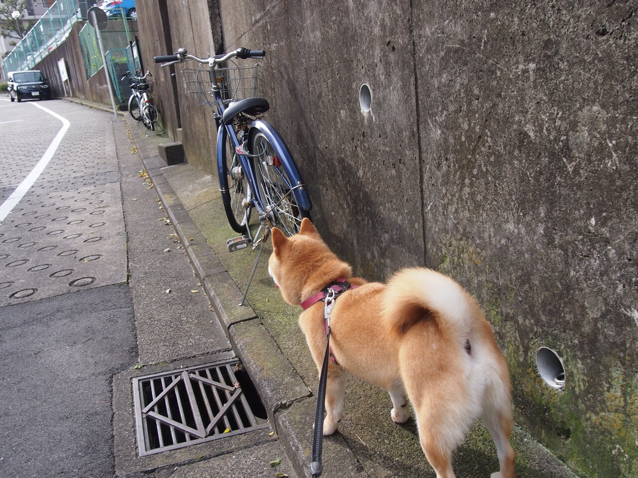 全国跳水精英赛小将频出佳绩,2021全国跳水锦标赛视频