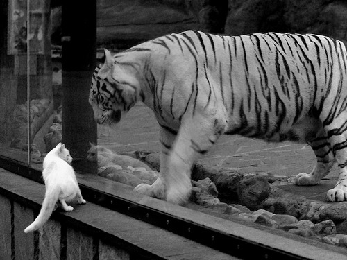 kaiyun sports app-埃及队未来规划：通过跨界合作拓展乒乓影响力，埃及队员